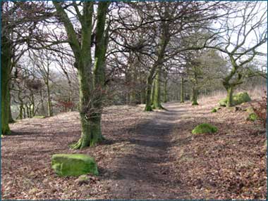 Shipley Glen