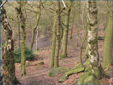 Shipley Glen