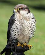 falconry and bird of prey experiences in Yorkshire
